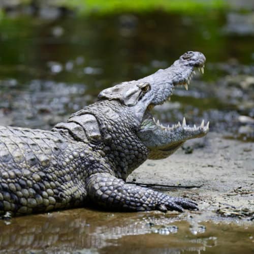 A crocodile displaying aggressive behaviour in the National Park of Kenya, Africa.