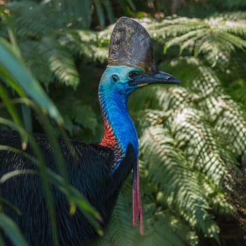 A Southern Cassowary in foliage.