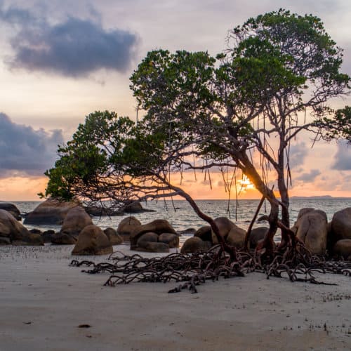 A scenic photo of the sunset through the branches of a tree on a beach.